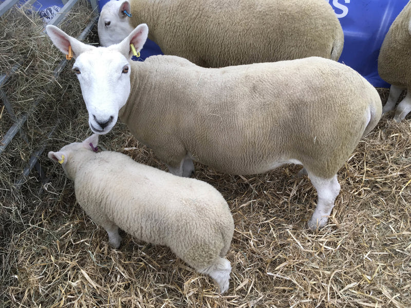 Sheep dip rules NetRegs Environmental guidance for your business in