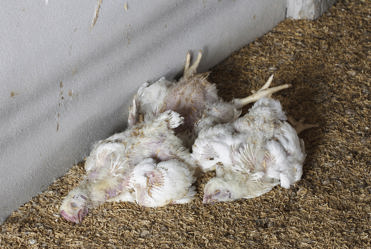 Animal Carcass Dead Animal Removal Netregs Environmental Guidance For Your Business In Northern Ireland Scotland