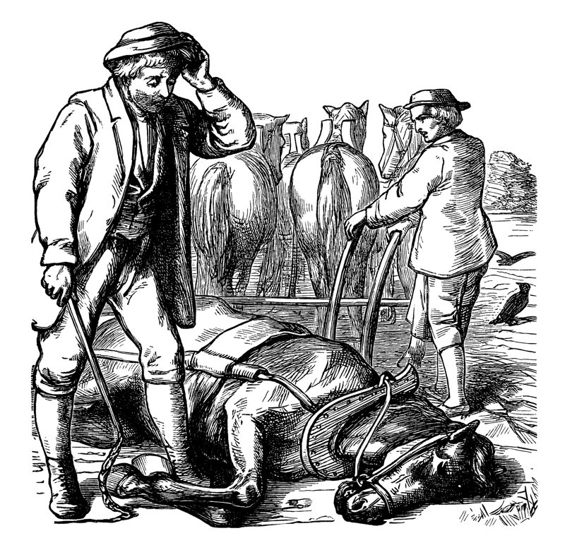 Animal carcass disposal | NetRegs | Environmental guidance for your business in Northern Ireland & Scotland Animal carcass disposal | NetRegs | Environmental guidance for your business in Northern Ireland & Scotland